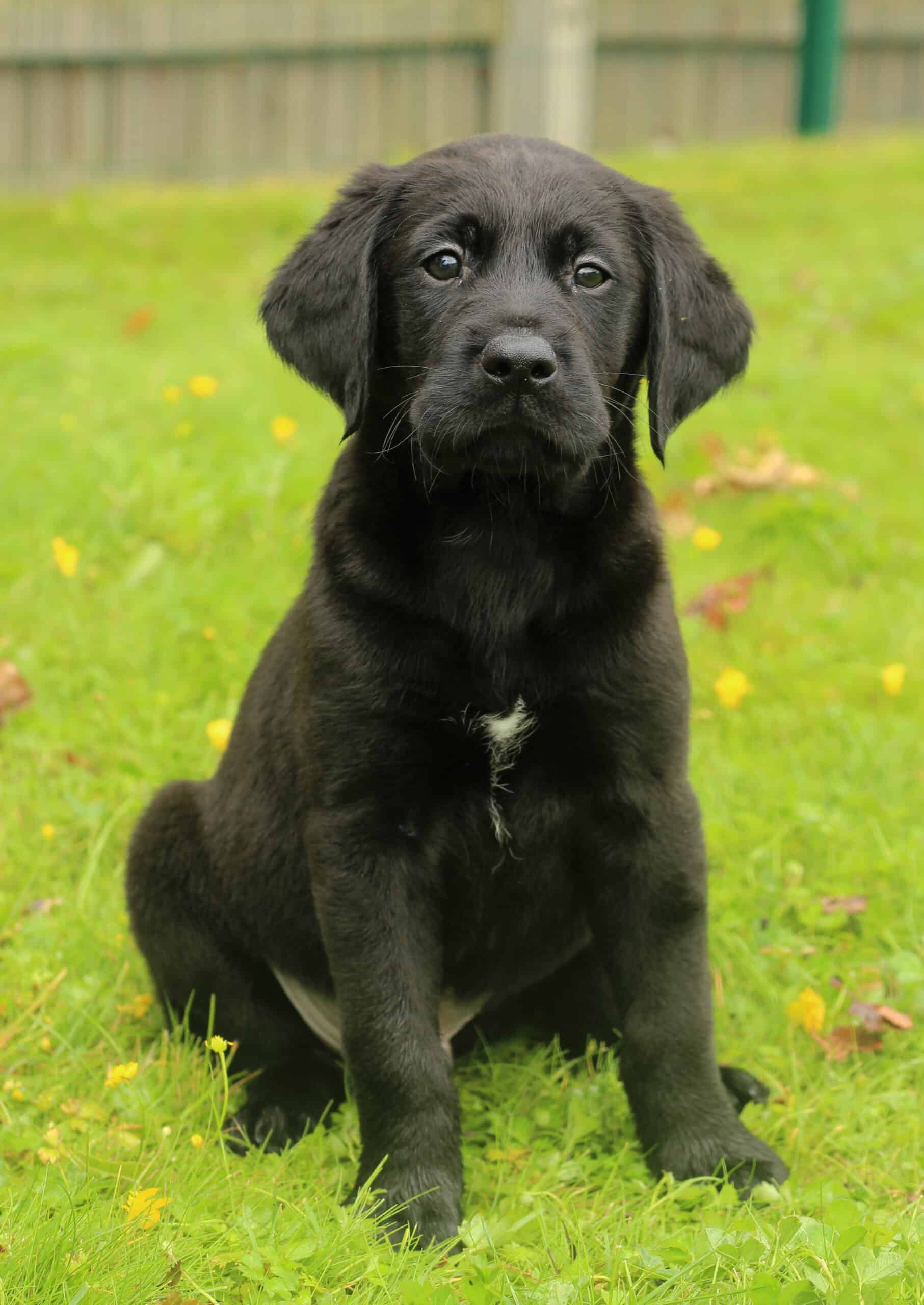 Welcoming Guide Dog Puppy ‘HOYS’ into the World - Horse of the Year Show