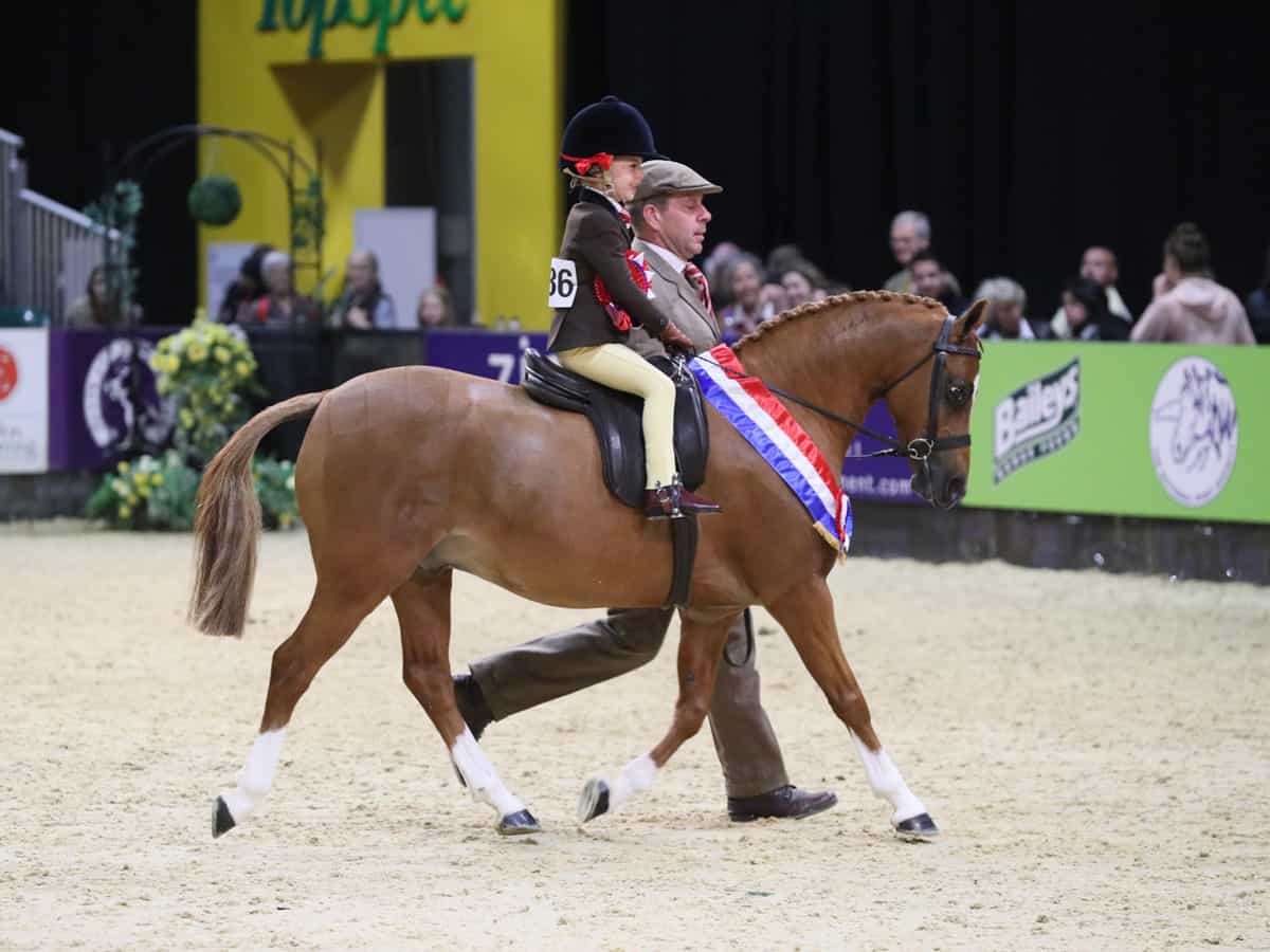 Cadlanvalley Super Ted returns to HOYS to reclaim his title in The
