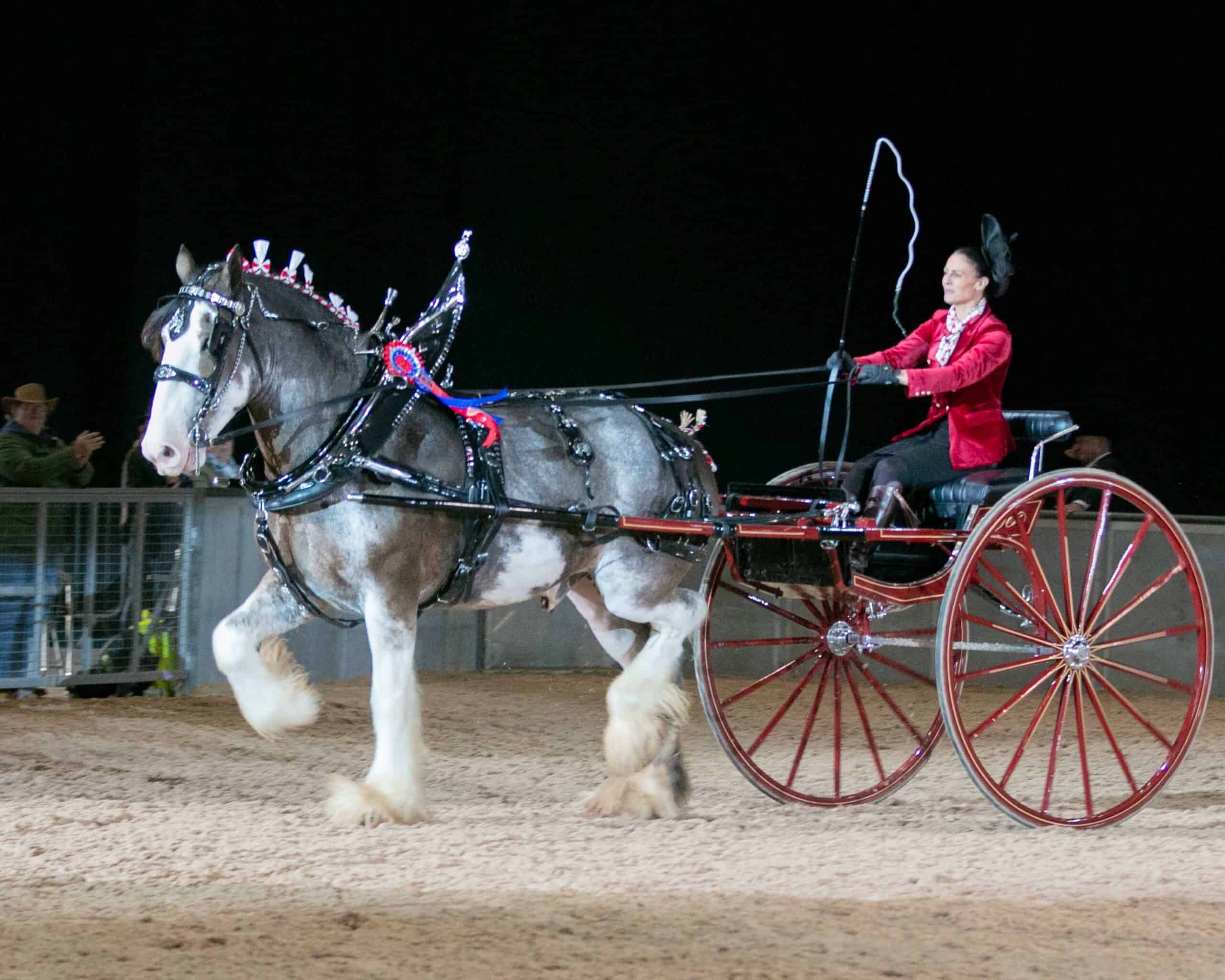 HOYS Driven Heavy Horse Championship Horse of the Year Show