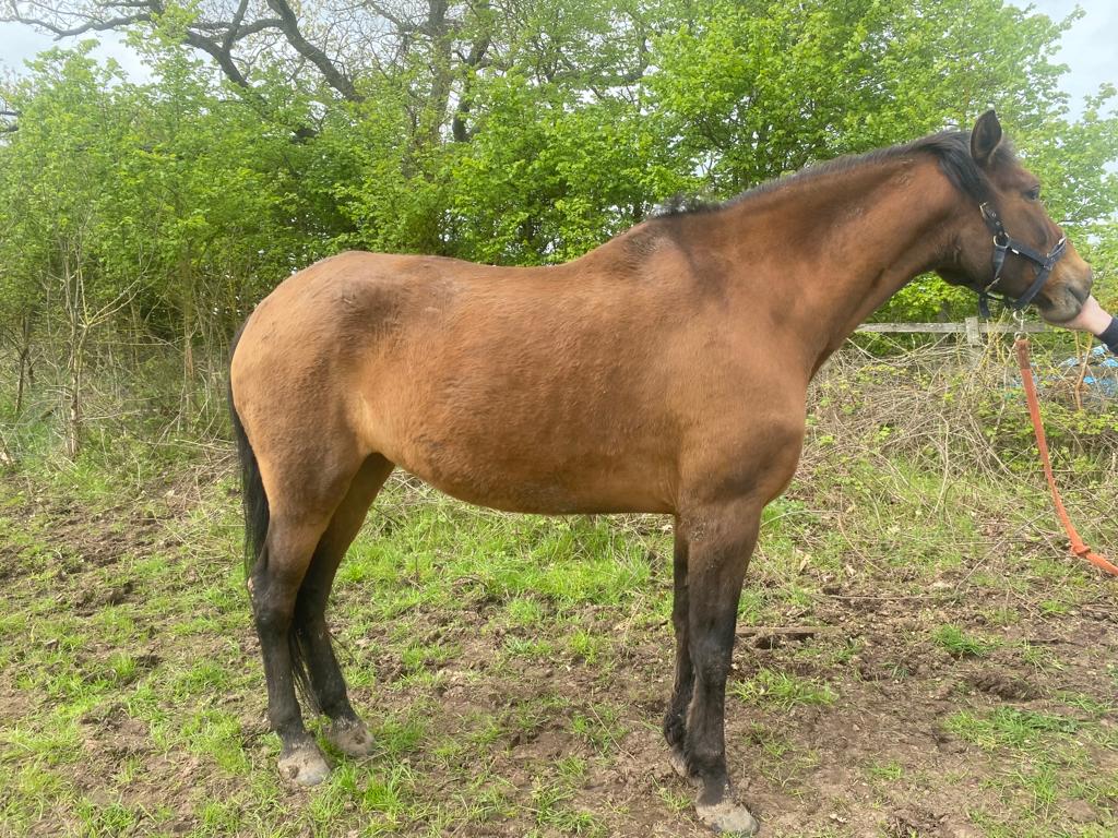 Blue Cross - HOYS Charity of the Year 2023 - Horse of the Year Show